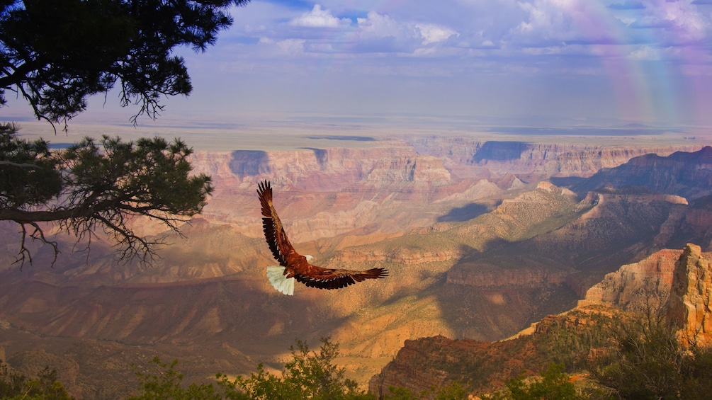 Eagle flying over the Grand Canyon
