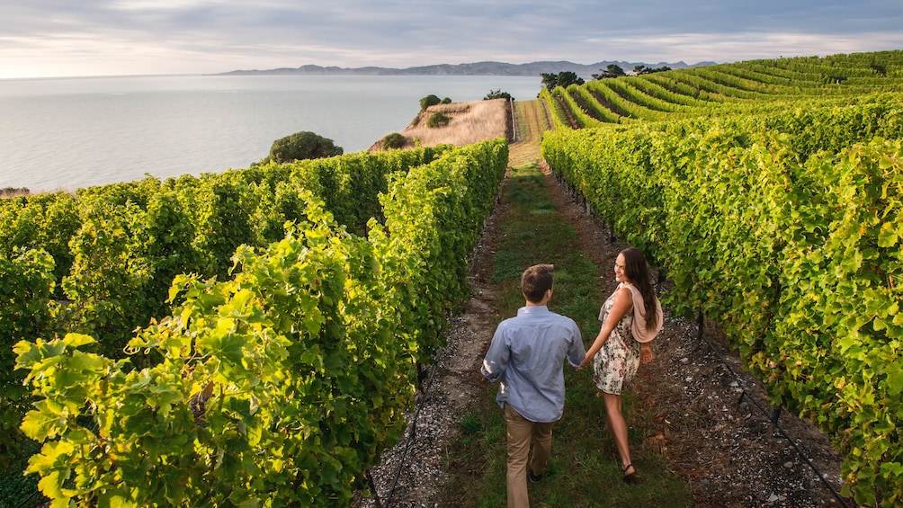 Show item 1 of 5. Beautiful landscape view of vineyard with couple strolling together at sunset.