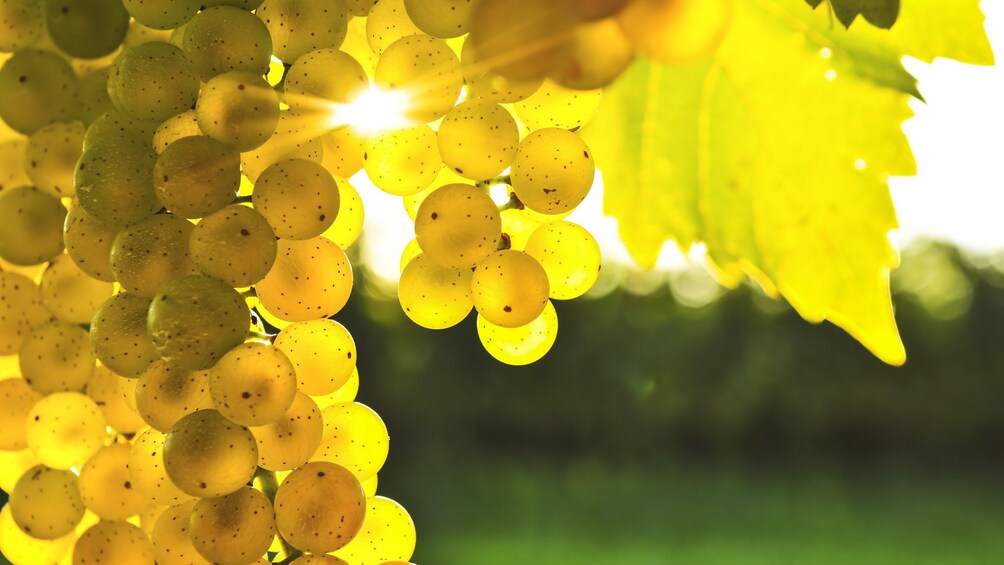 Show item 3 of 5. Close up of white grapes in vineyard.