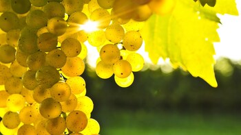 Full-Day Wine Tasting Tour of Marlborough