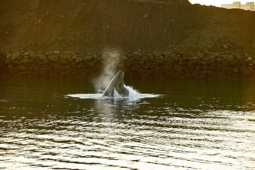 3-Hour Whale Watching Cruise in Reykjavik