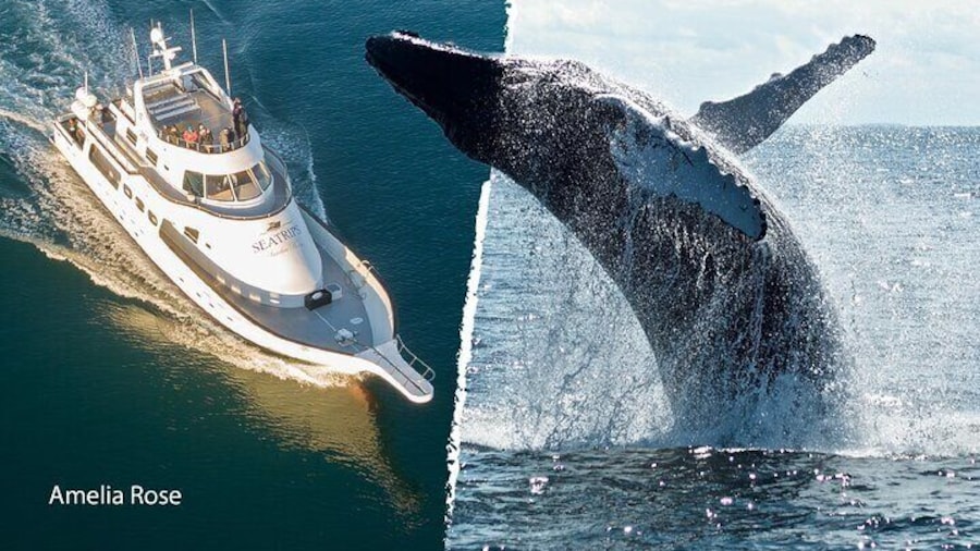 Whale Watching Cruise on a Yacht in Reykjavik