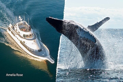 Croisière d'observation des baleines sur un yacht à Reykjavik