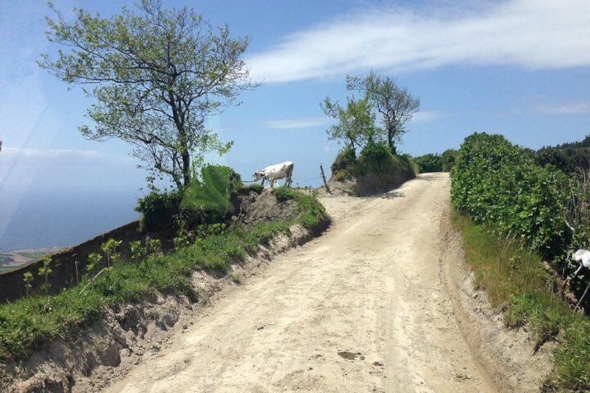 Explore different trails at Sete Cidades Volcano on Half-Day Tour 4x4 jeep