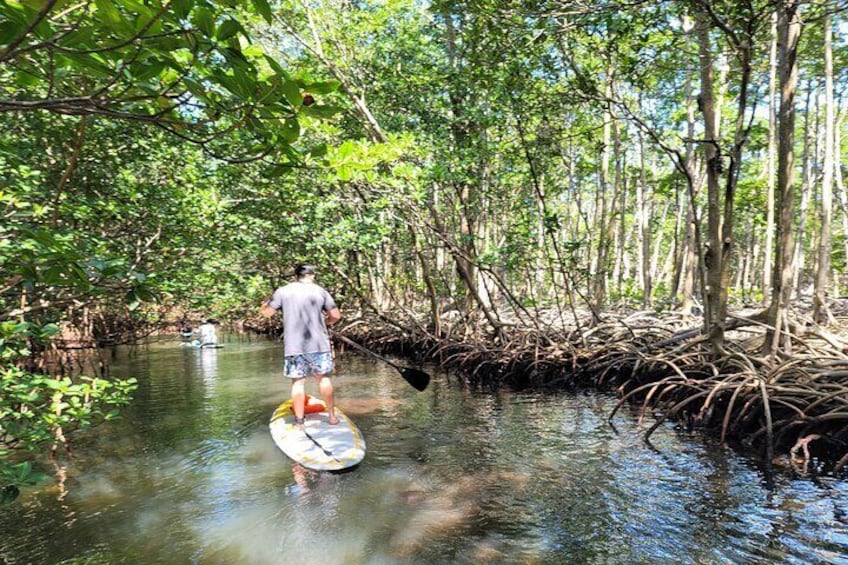 Nature Stand Up Paddle Boarding Experience in Miami