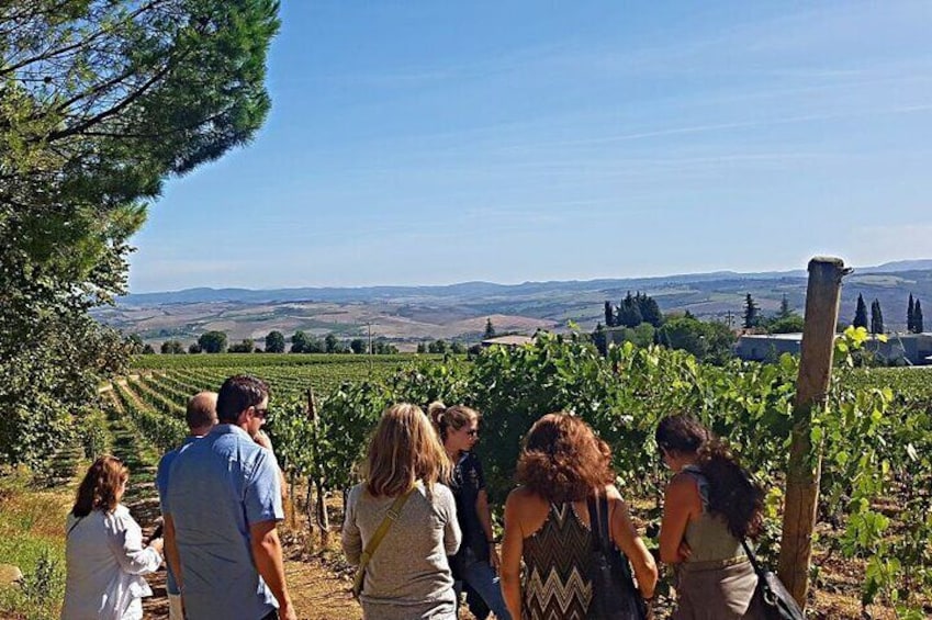 visit to the vineyard