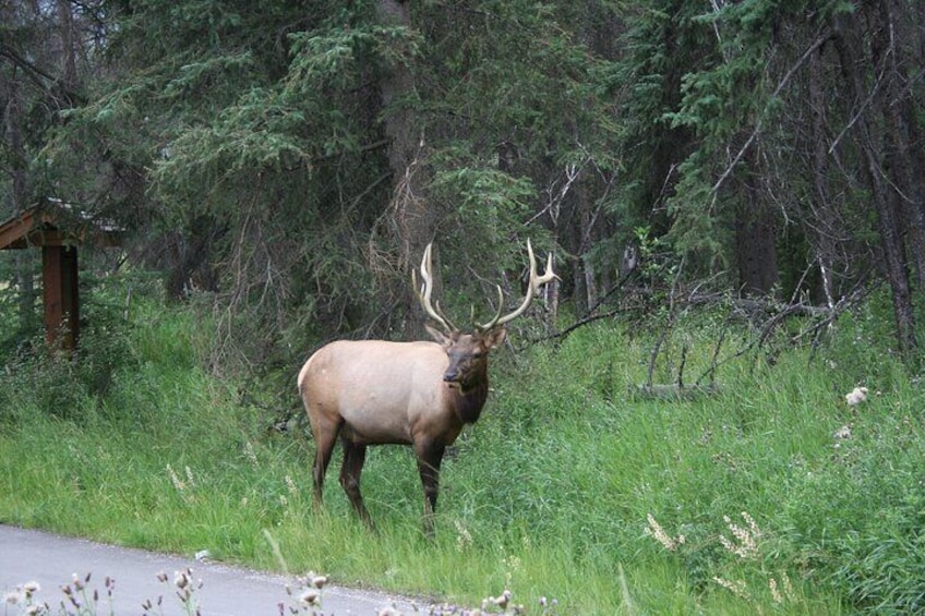 Tunnel Mountain GPS-Guided Audio Nature Tour | Banff, AB