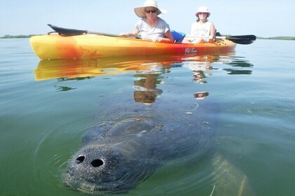 Manatee and Dolphin tracking experience with world famous guides
