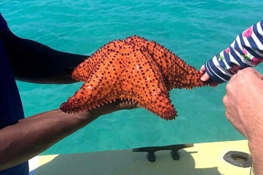 3HR Seaside scavenger hunt ( Hunt for conch and make ceviche)