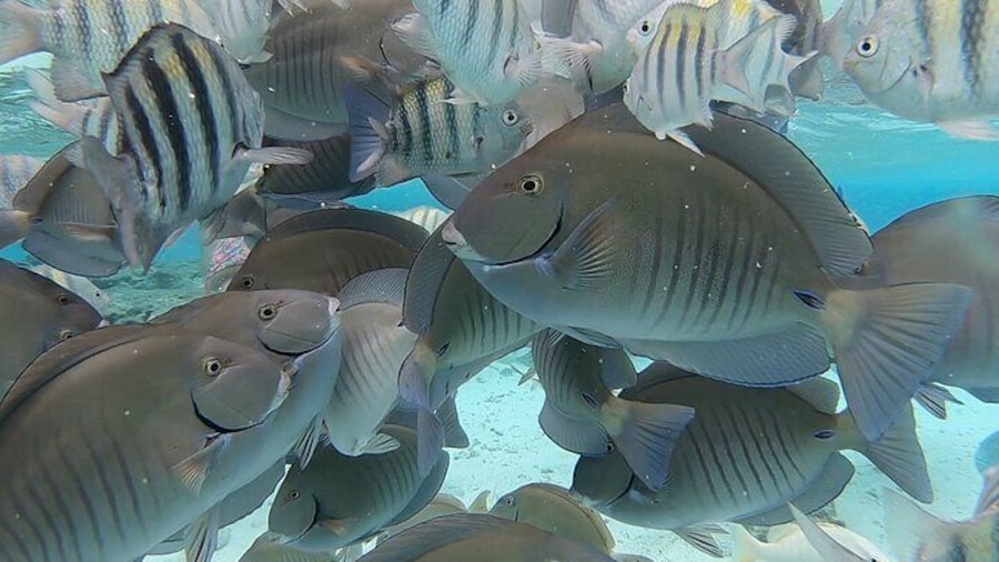 Tour to Cayo Acuario plus Rocky Cay