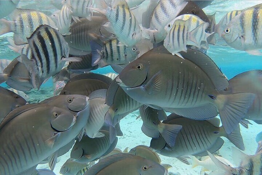 Tour to Cayo Acuario plus Rocky Cay