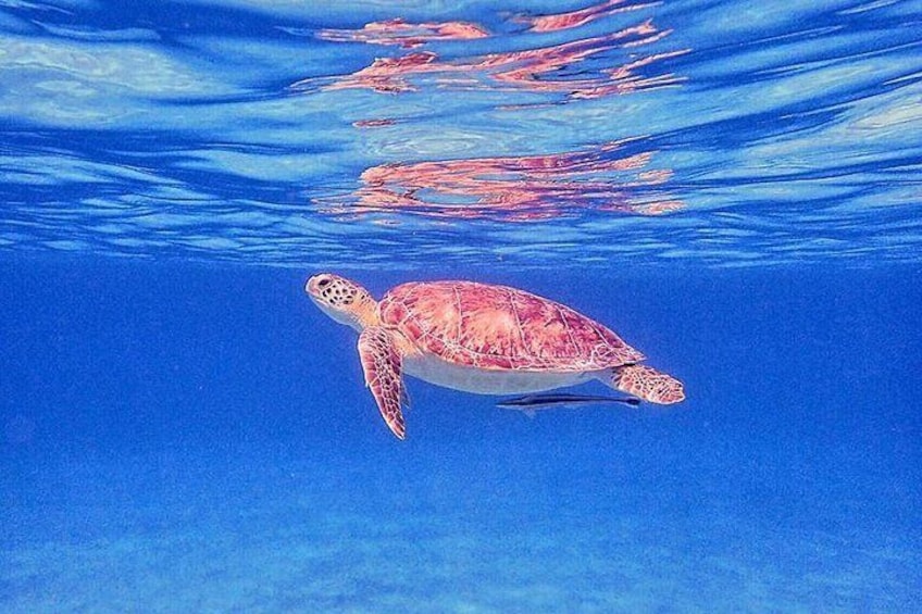 Private Snorkel with Sea Turtles