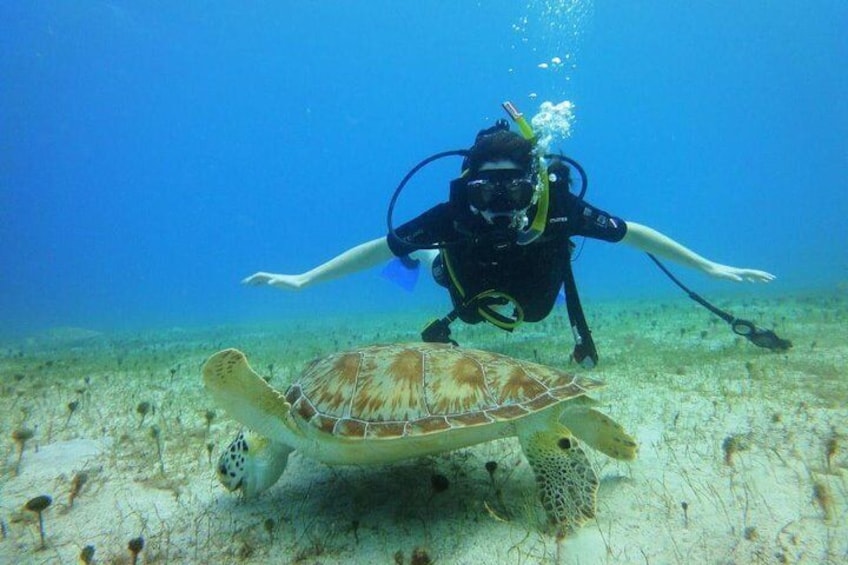 Turtle and the Discover scuba diver