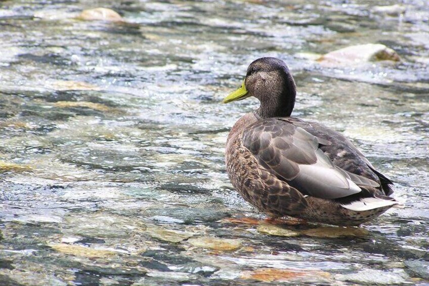 The pristine ecosystem of Kamikochi is a haven for wildlife