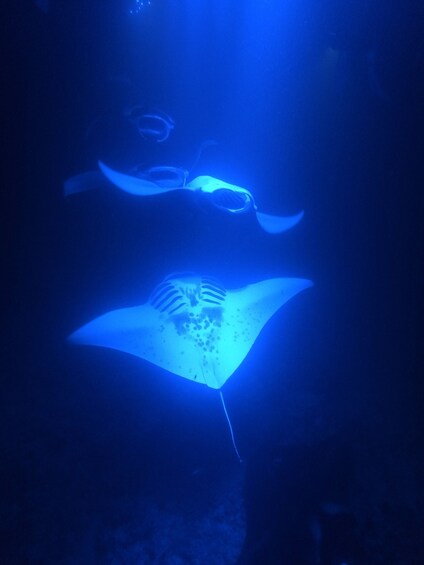 Late Night Manta Ray Snorkel