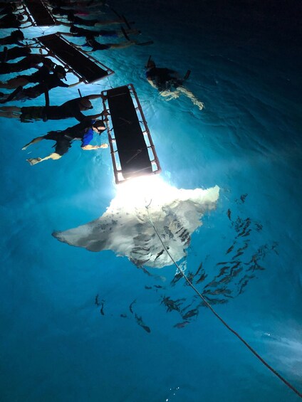 Late Night Manta Ray Snorkel