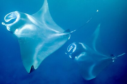 Late Night Manta Ray Snorkel