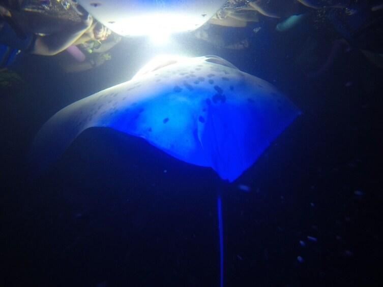 Late Night Manta Ray Snorkel