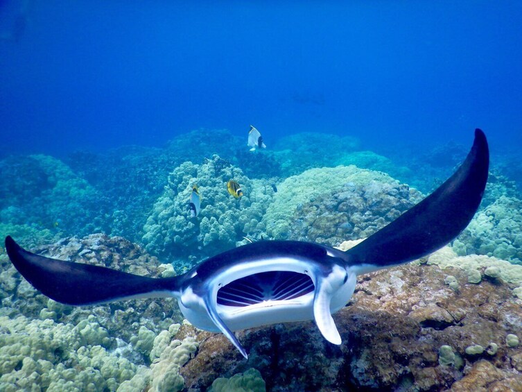 Late Night Manta Ray Snorkel