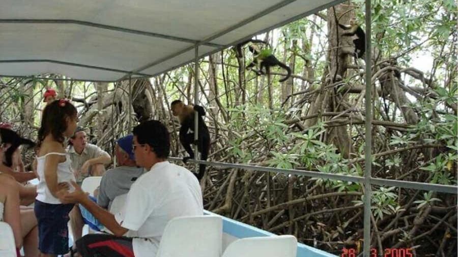 Monkey Mangrove safari