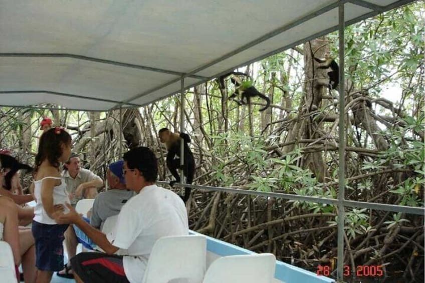 Monkey Mangrove safari