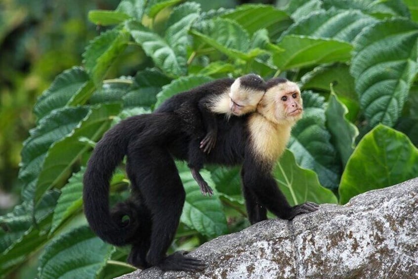 Monkey Mangrove safari