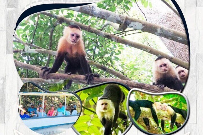 Monkey Mangrove tour