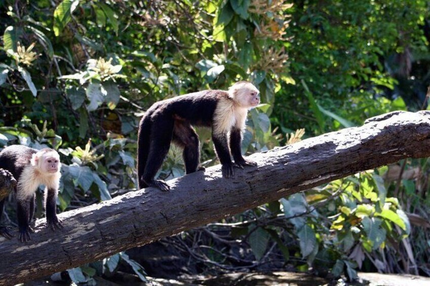 Monkey Mangrove safari