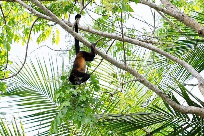 Monkey Mangrove safari