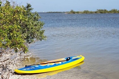 Coastal Wildlife Stand-Up Paddle Adventure