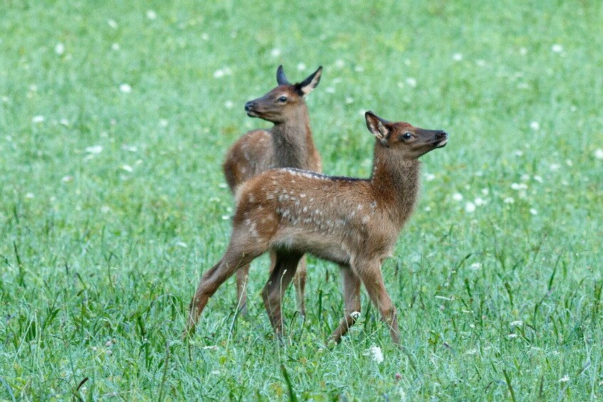 Great Smoky Mountains National Park Self-Guided Driving Tour