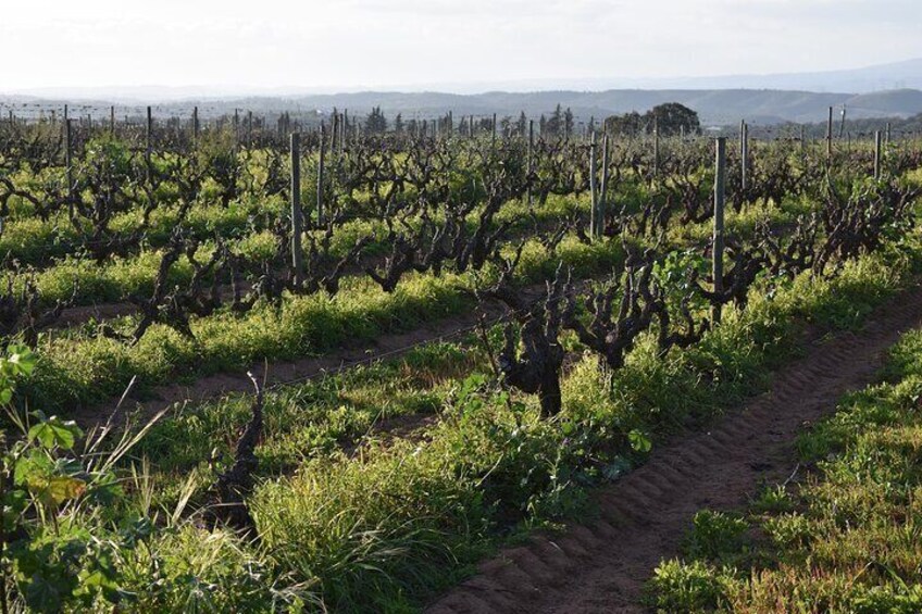 Algarve Wine Tour and Farmer's Lunch at Wine Estate