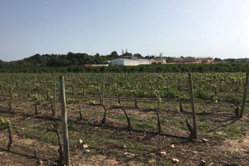 Algarve Wine Tour and Farmer's Lunch at Wine Estate