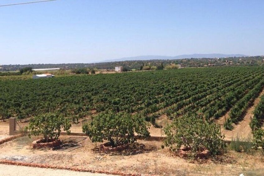 Algarve wine tour of two wine estates and lunch at hystorical town of Silves