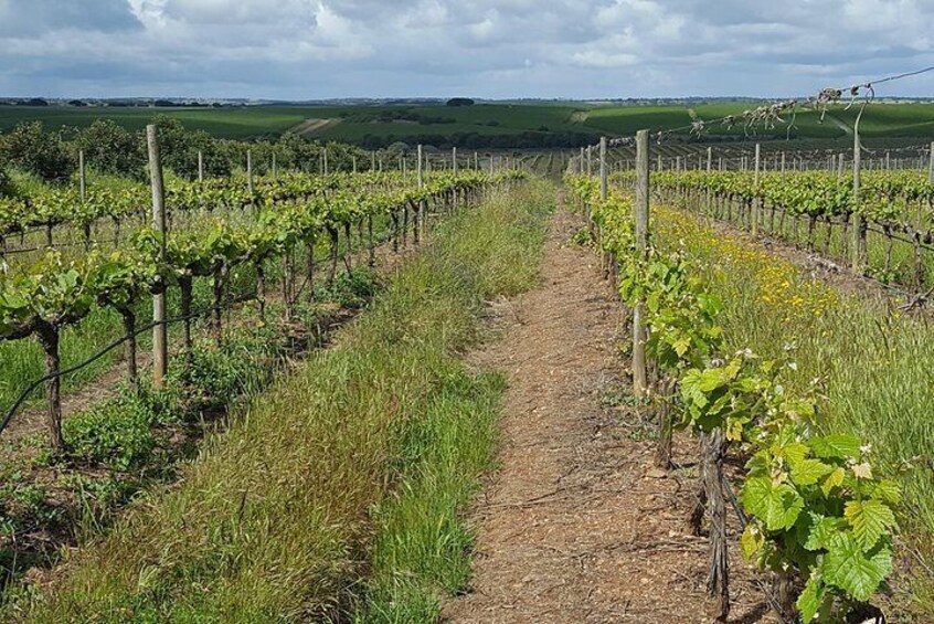 Alentejo Wine Tour from the Algarve