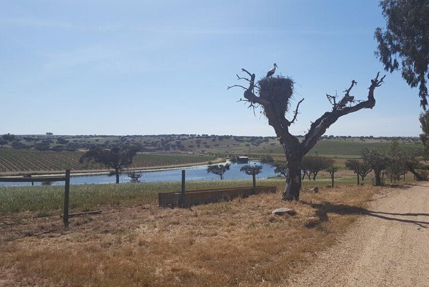 Alentejo Wine Tour from the Algarve