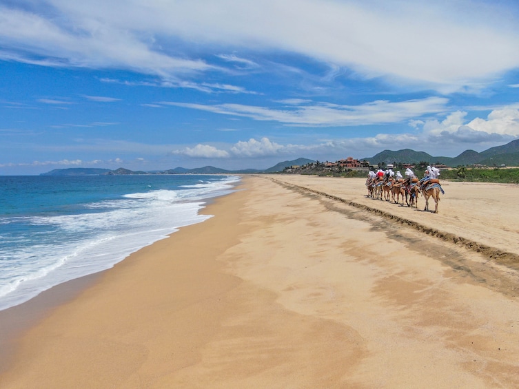 The top three tours in Cabo - Camels, ATV's and Eco-Farm 