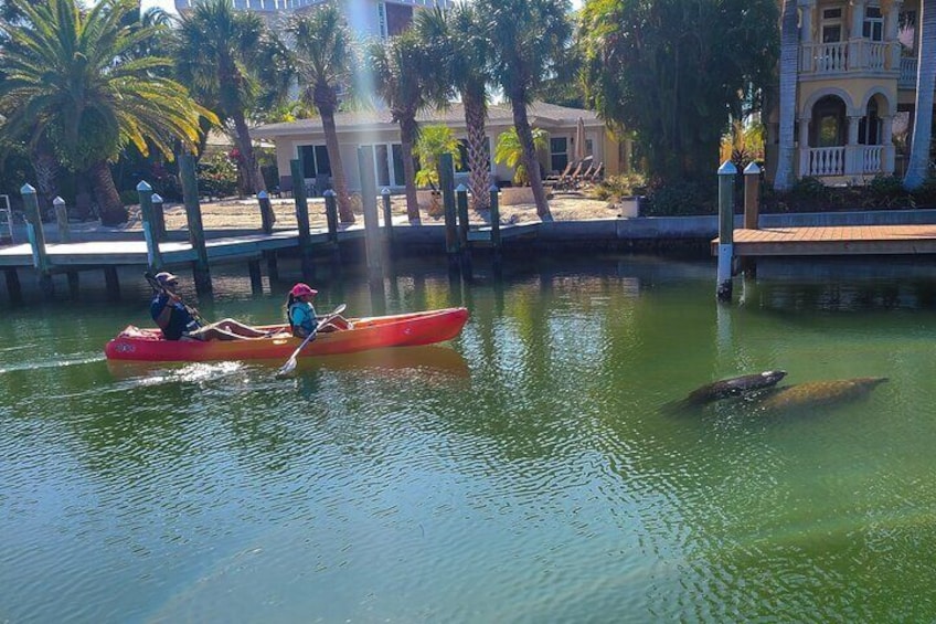 We love seeing the manatees but we give them their space and watch them from a distance. 