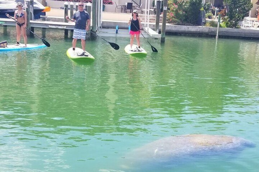 We are so lucky when the manatees swim up to us during this tour. 