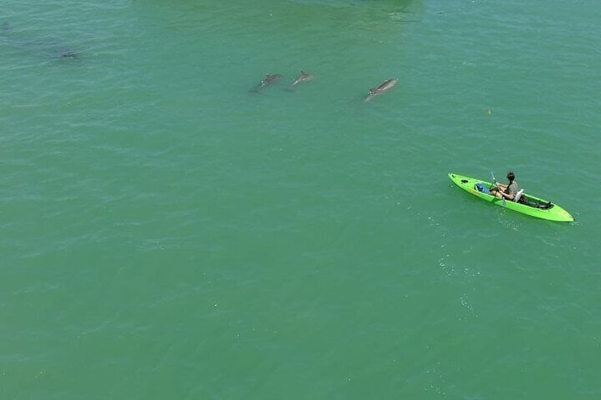 Dolphins are seen quite a bit on our Island Adventures!