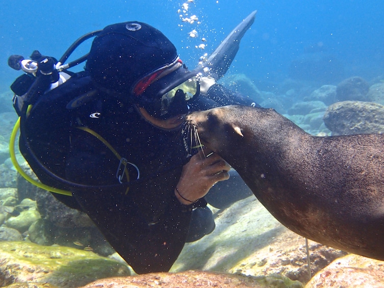 Scuba Diving for Beginners