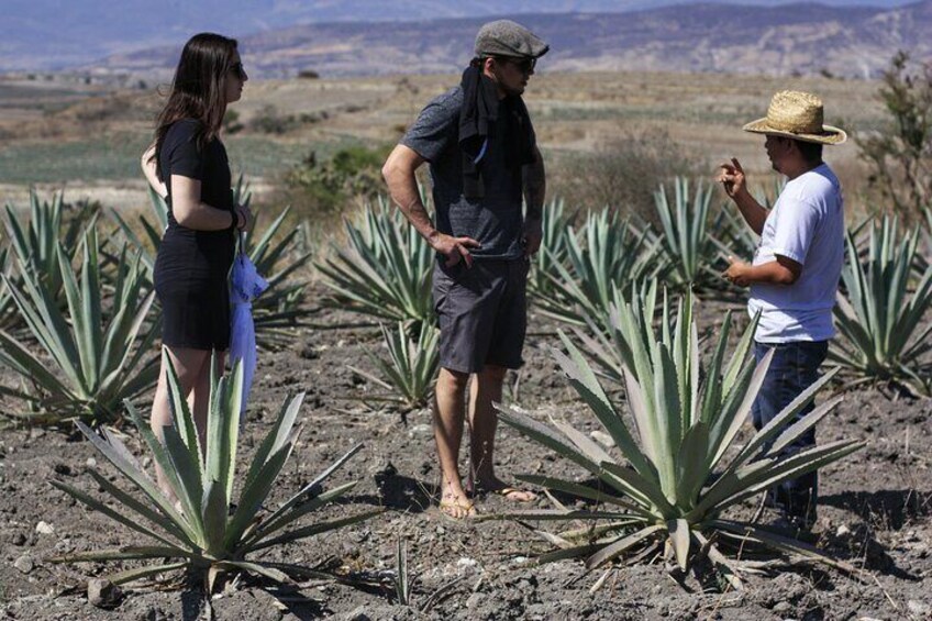 Artisanal Mezcal distillery in an authentic Zapotec village 