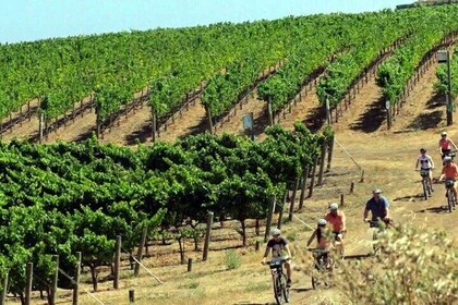 Guided E-Bike Tour of Temecula Wine Country Visit 3 Wineries with Lunch & S...