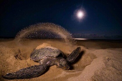 Turtle Nesting night Tour in Tortuguero