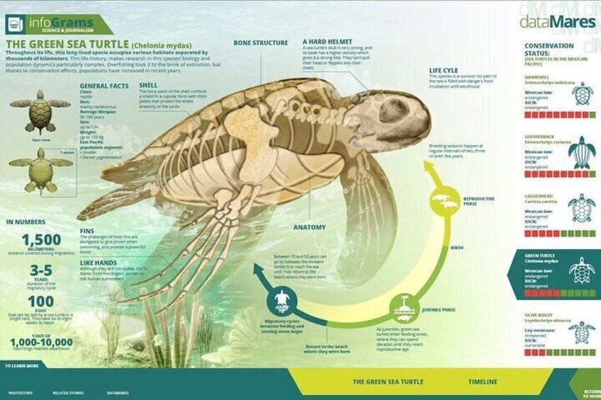 Turtle Nesting night Tour in Tortuguero