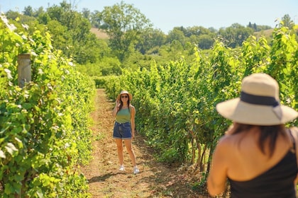 Visita VIP: degustación de vinos y cena en los viñedos del Chianti