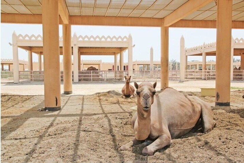 #Royal camel Farm