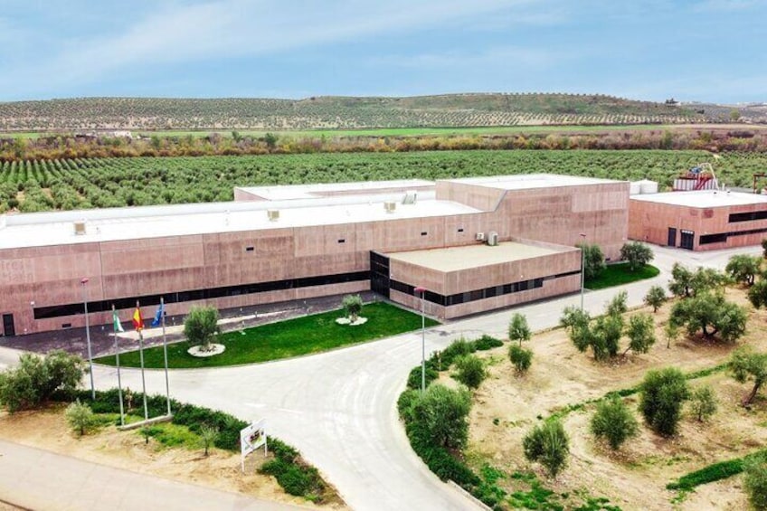 Private Visit to Olive Oil Factory with Guided Tasting