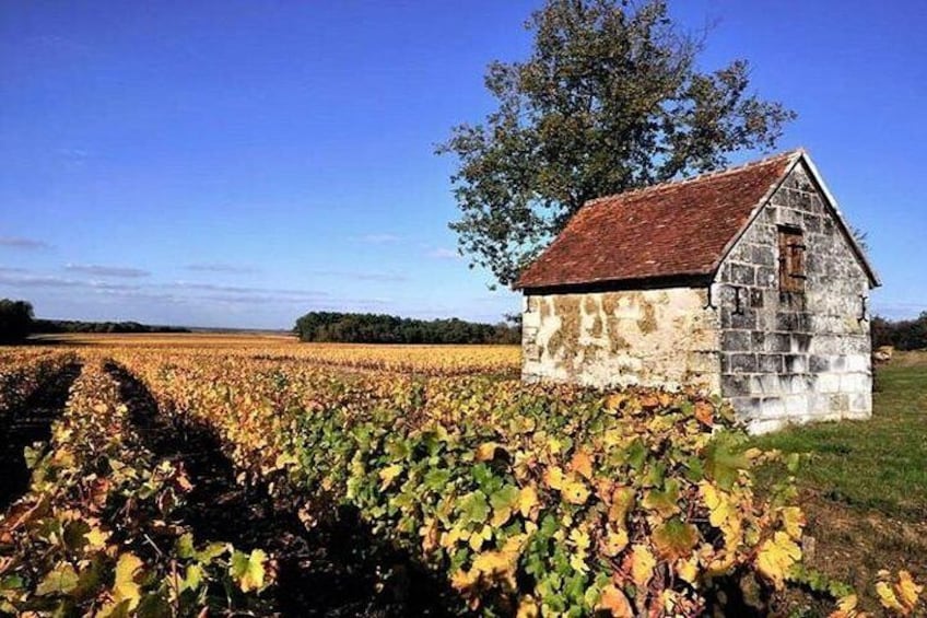 Loire valley vineyard