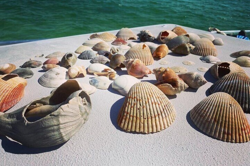 Shell Island Snorkel and Dolphin Catamaran Cruise with Island Time